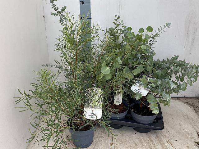 <h4>EUCALYPTUS MIX P16</h4>