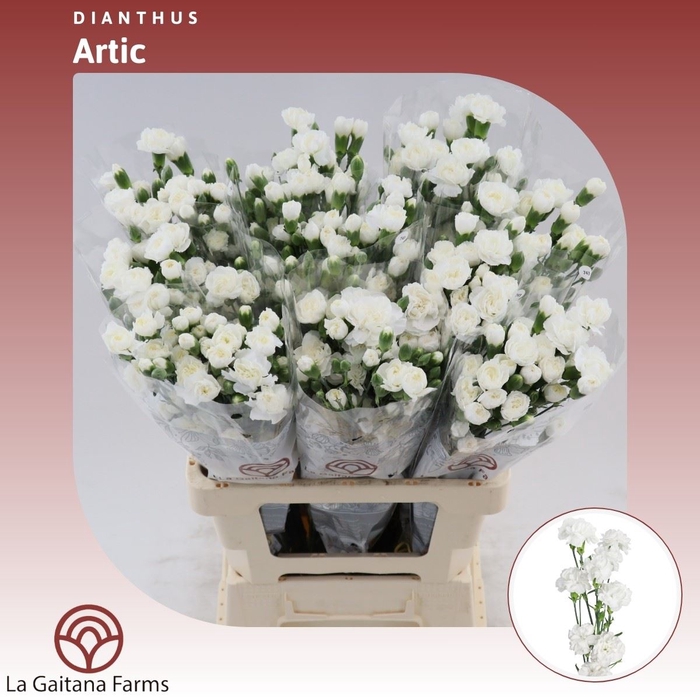 <h4>Dianthus tr Artic</h4>