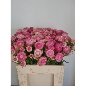 HELICHRYSUM OV