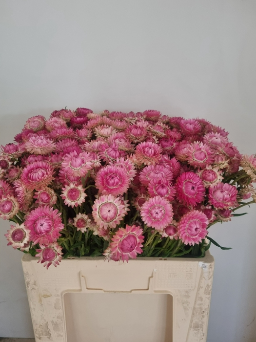 <h4>HELICHRYSUM OV</h4>