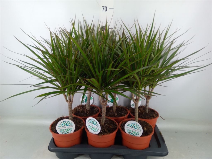 <h4>Dracaena marg.</h4>
