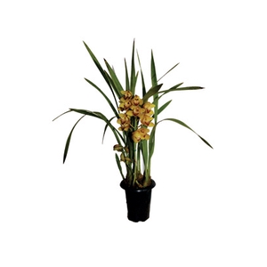 CYMBIDIUM P18 AMARELO MIN 1 HT