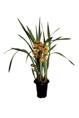 <h4>CYMBIDIUM P18 AMARELO MIN 1 HT</h4>