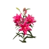 LIRIO ROSELILY ELENA 090 CM DOBRADO