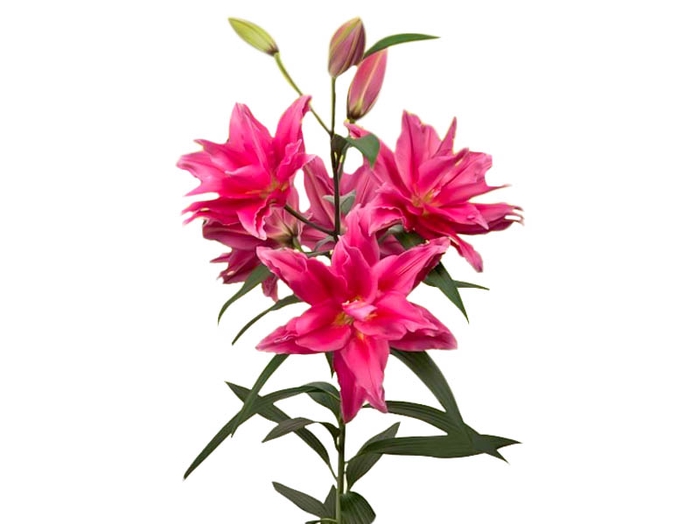 LIRIO ROSELILY ELENA 090 CM DOBRADO