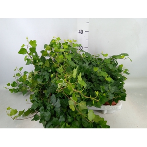 Hedera helix 'Wonder'