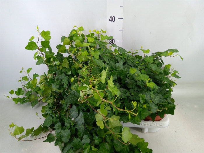 <h4>Hedera helix 'Wonder'</h4>