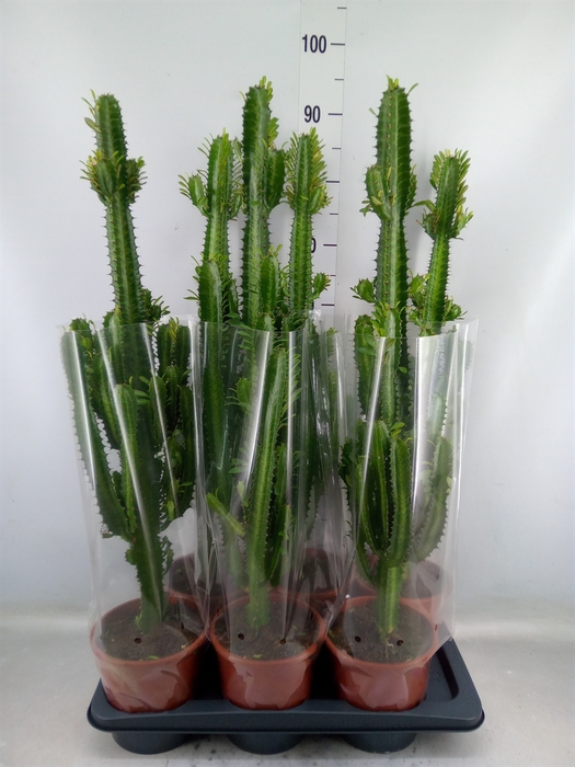 <h4>Euphorbia trigona</h4>