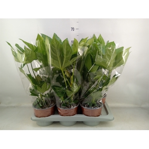 Fatsia japonica   ...