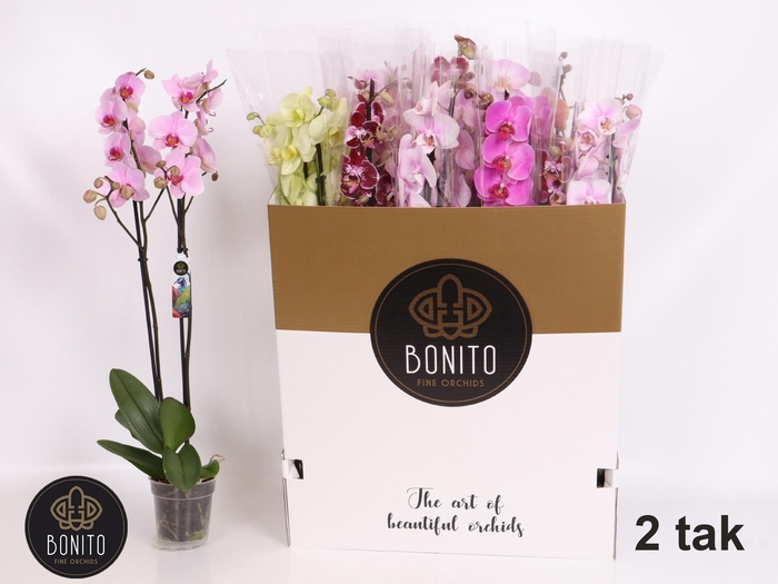 <h4>PHAL GEM 10 KL</h4>