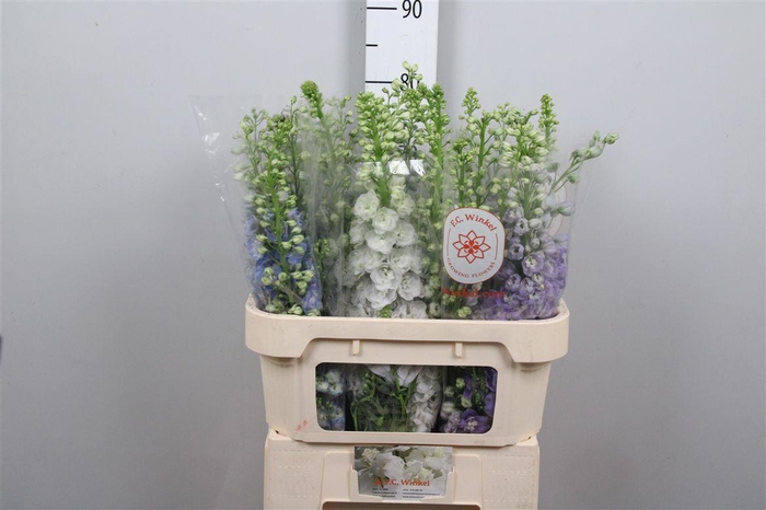 <h4>Delph Du Gem Fust</h4>