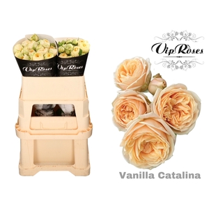 R TR VANILLA CATALINA