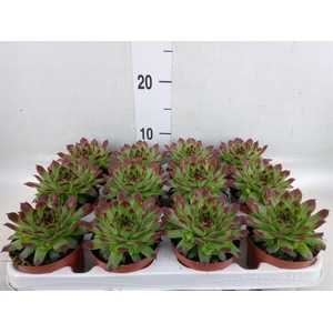 Sempervivum   ...