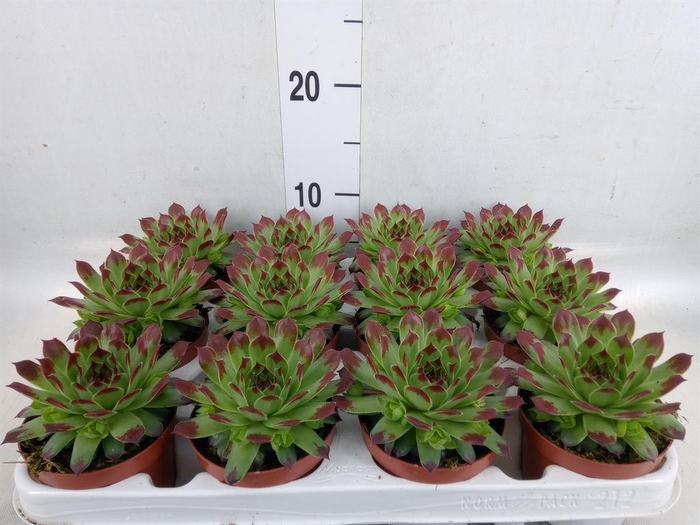 <h4>Sempervivum   ...</h4>