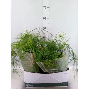 Rhipsalis   ...
