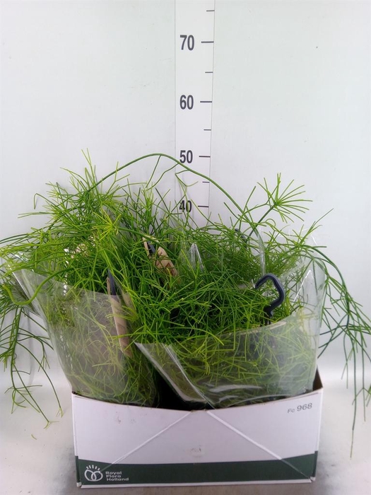 <h4>Rhipsalis   ...</h4>