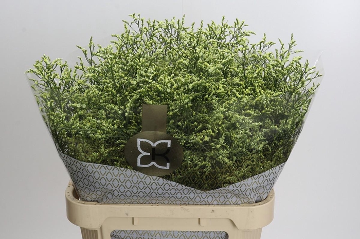 <h4>Limonium China Lemon</h4>