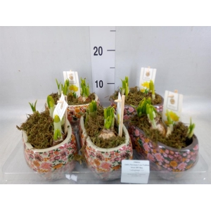 Arr.  Narcissus Tete Tete H%