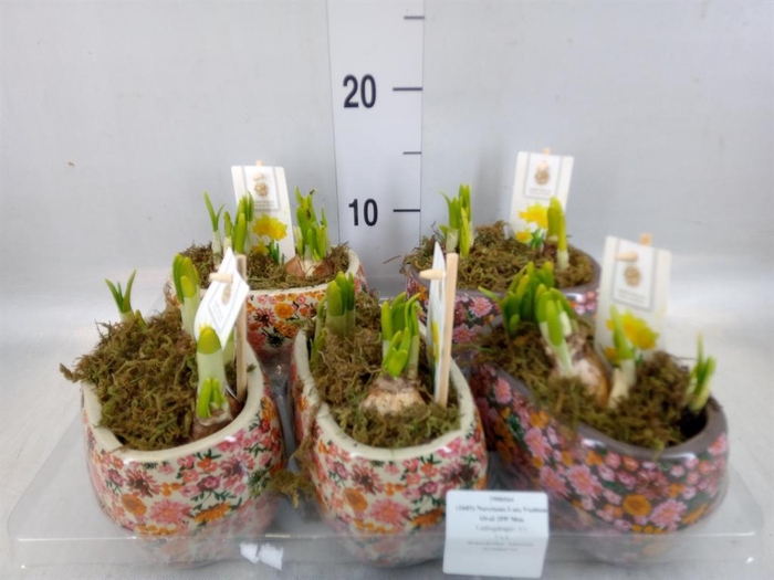 <h4>Arr. Narcissus Tete Tete H%</h4>