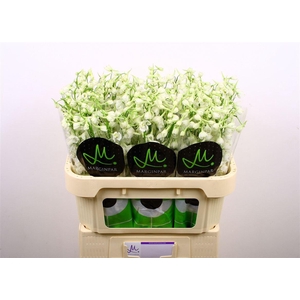 Delph En Be An White