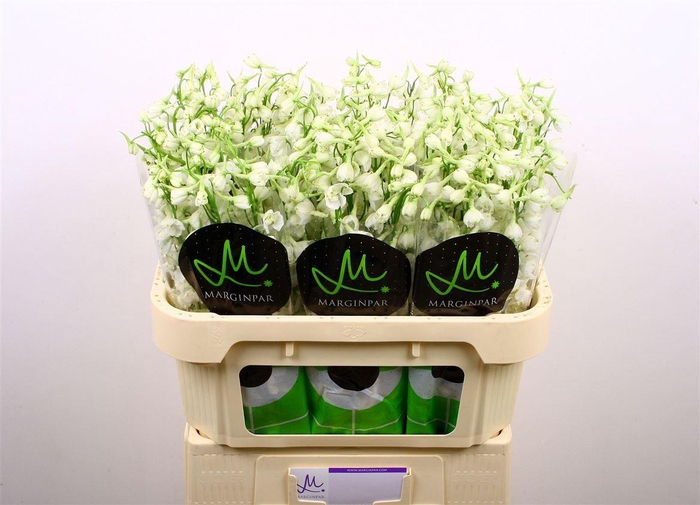 <h4>Delph En Be An White</h4>