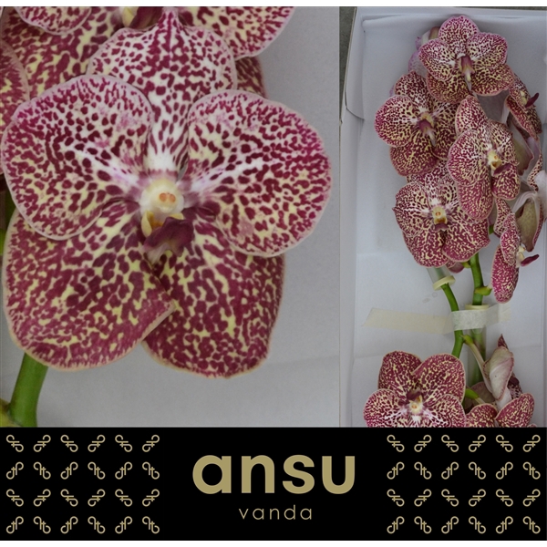 <h4>Vanda Ocelot Sienna</h4>