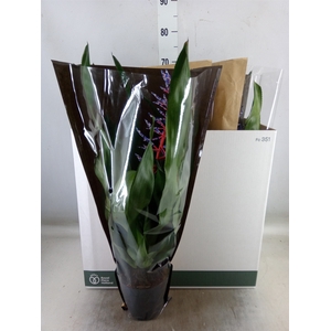 Aechmea  'Blue Rain'
