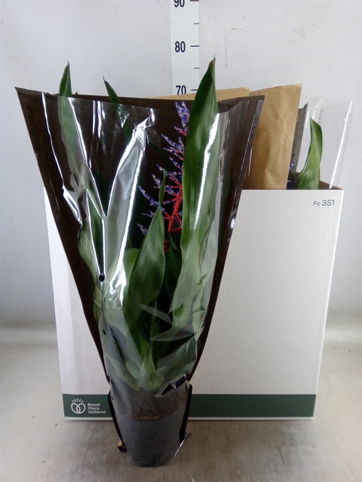 <h4>Aechmea  'Blue Rain'</h4>