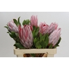 Protea Cynaroides
