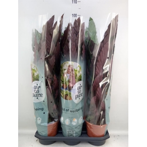 Calathea rufibarba