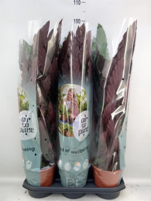 <h4>Calathea rufibarba</h4>