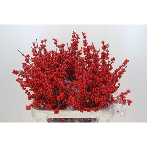 Ilex Rood
