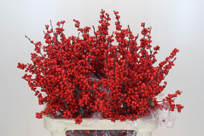 Ilex Rood