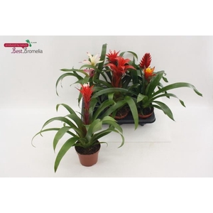 BROMELIA GEM