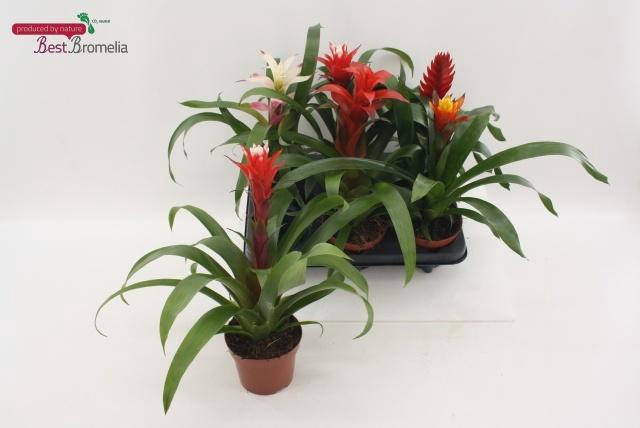 <h4>BROMELIA GEM</h4>