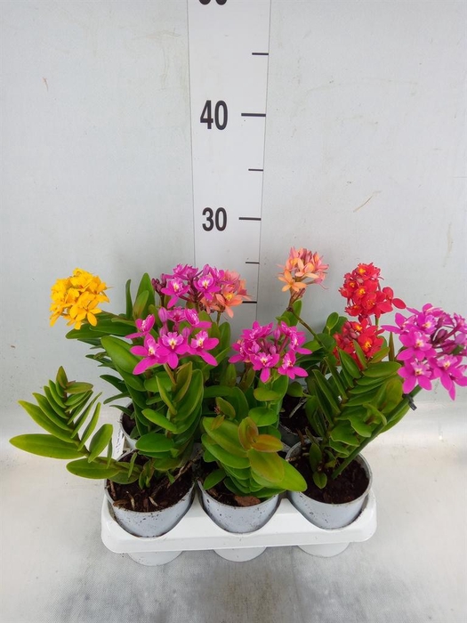 <h4>Epidendrum   ...</h4>