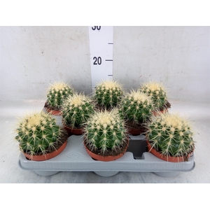 Echinocactus grusonii