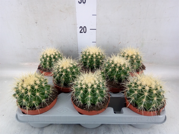<h4>Echinocactus grusonii</h4>