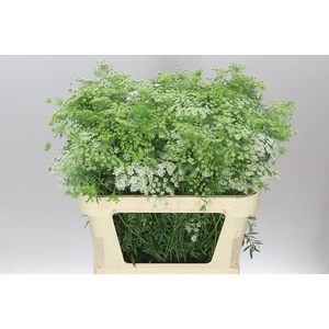Ammi Majus