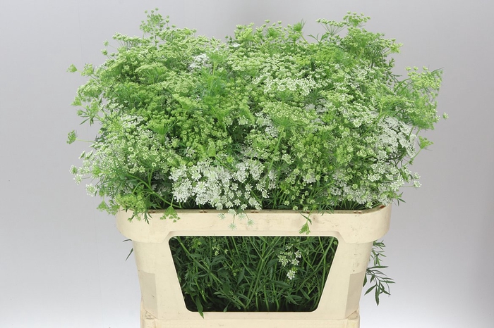 <h4>Ammi Majus</h4>