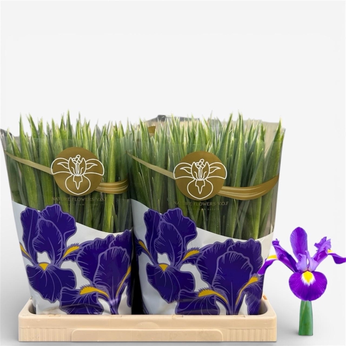 <h4>IRIS BLUE MAGIC</h4>