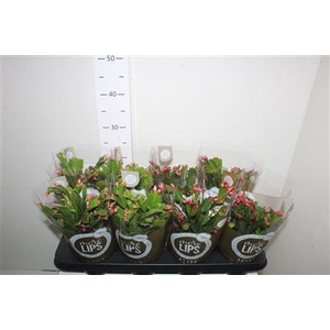 ** Schlumb Mix 55+ * Spring Deal *