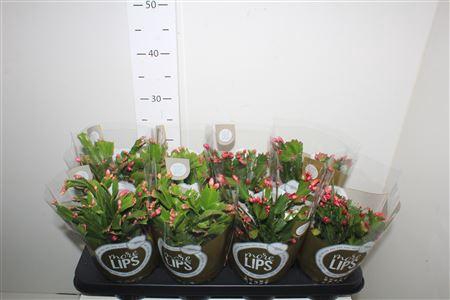 <h4>** Schlumb Mix 55+ * Spring Deal *</h4>