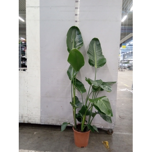 Strelitzia nicolai