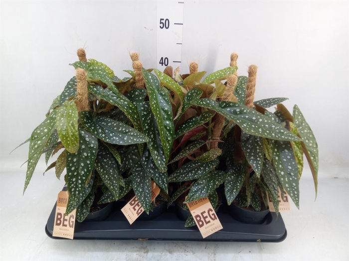 <h4>Begonia   ...</h4>