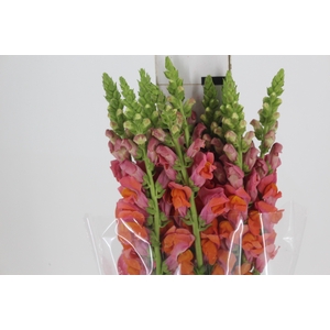 BOCA DE LEAO 070 CM LARANJA