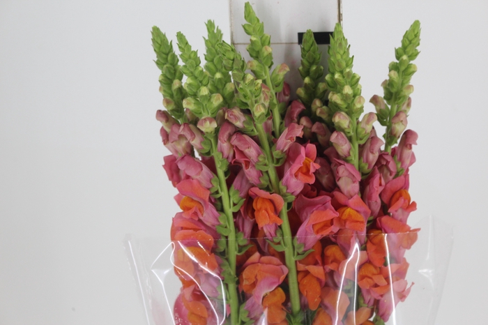 <h4>BOCA DE LEAO 070 CM LARANJA</h4>