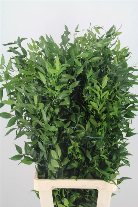 <h4>DANAE RACEMOSA PB</h4>