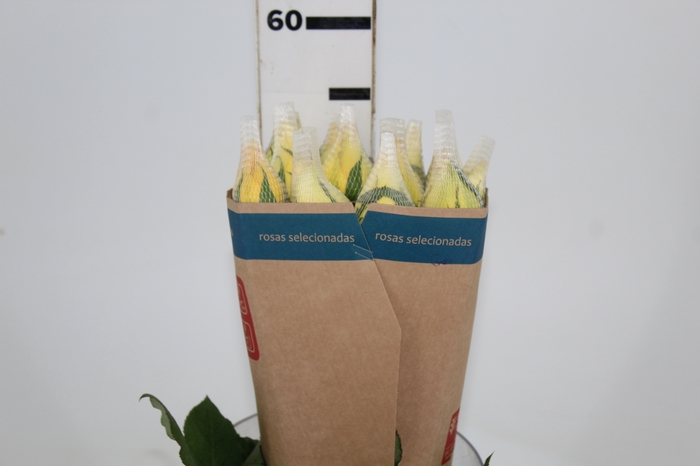 <h4>ROSA SANTA FE 050 CM ESTUFA</h4>