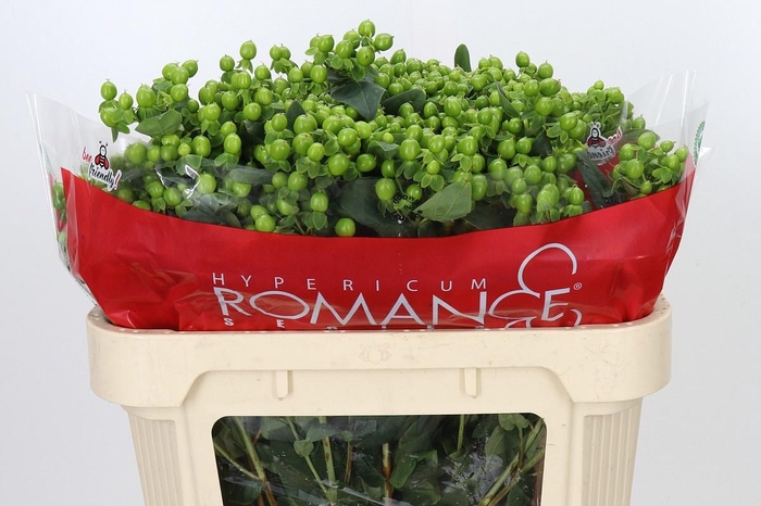<h4>HYP JUNGLE ROMANCE</h4>